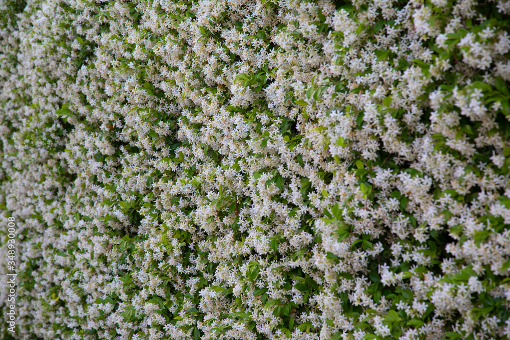 beautiful flowers blooming in spring beautiful flowers blooming in spring