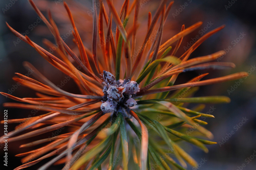 Fototapeta premium Colorful conifer needles on a pine branch