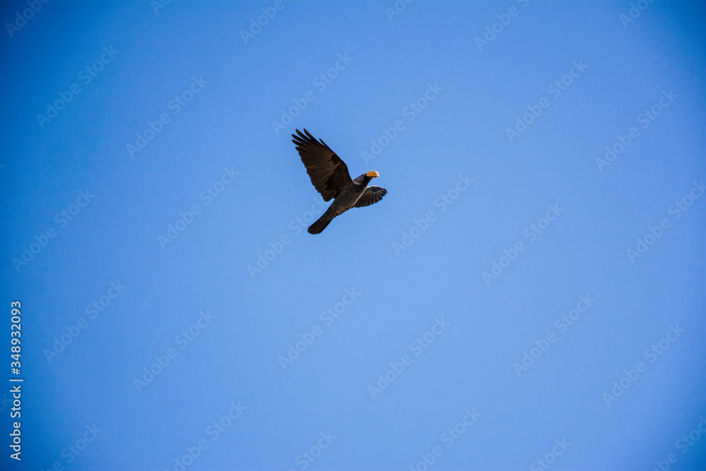 flying bird in the blue sky with food in its beak flying bird in the blue sky with food in its beak