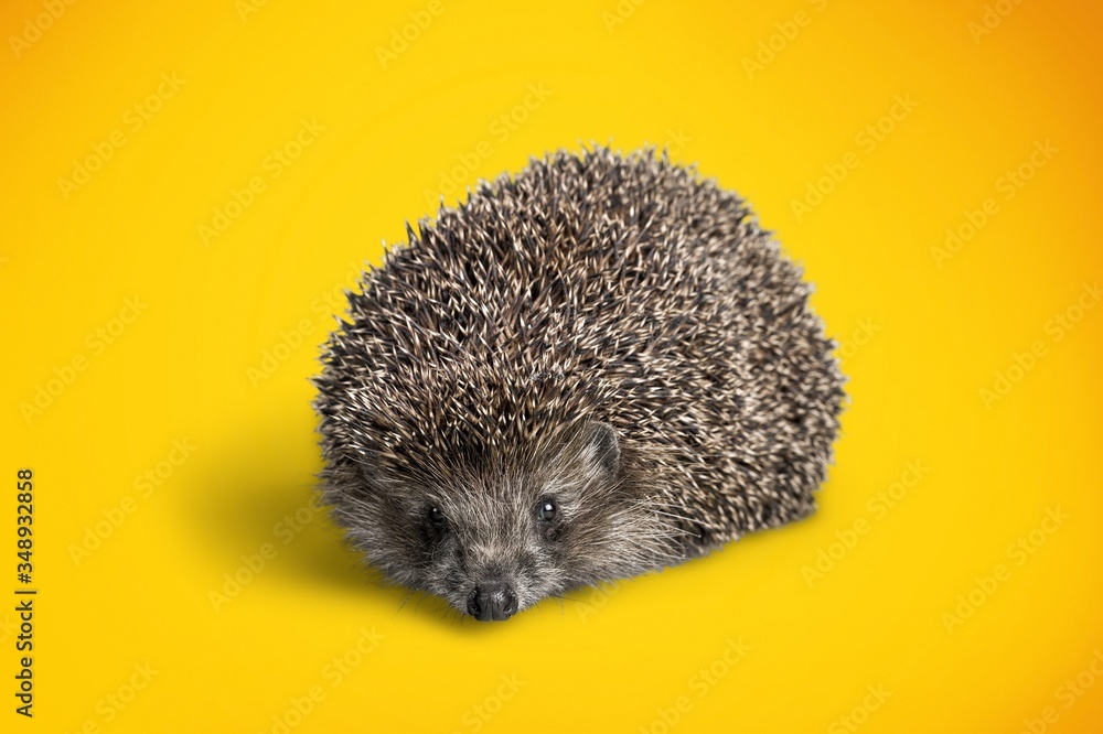 Obraz premium Adorable.