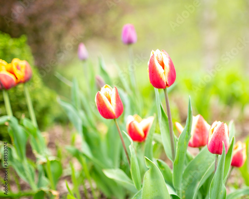 kwitnące  tulipany wiosenne kwiaty 