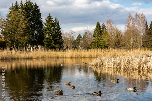 Pond in Anyksciai park