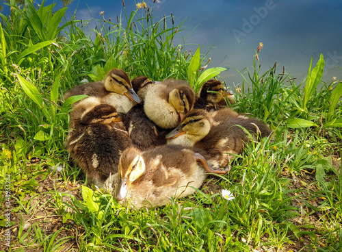 Cute mallard baby ducks resting piled up. Cuddled up newborn ducklings next to a lake on a green meadow. 