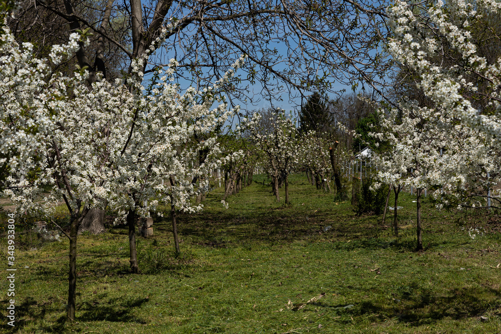 Blooming trees with white flowers in orchard. Flowering concept in spring Blooming trees with white flowers in orchard. Flowering concept in spring