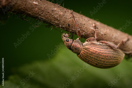 Polydrusus mollis photo