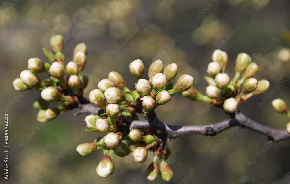 plum branch with white tender buds on a sunny day
plum branch with white tender buds on a sunny day