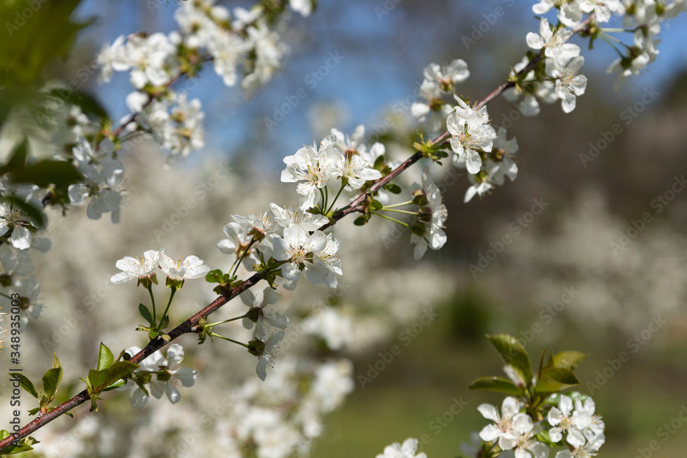 Blooming trees with white flowers in orchard. Flowering concept in spring