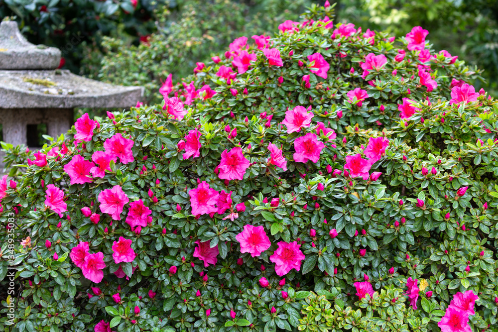 Petal of blooming plant in spring