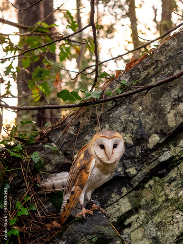 An owl in the forest