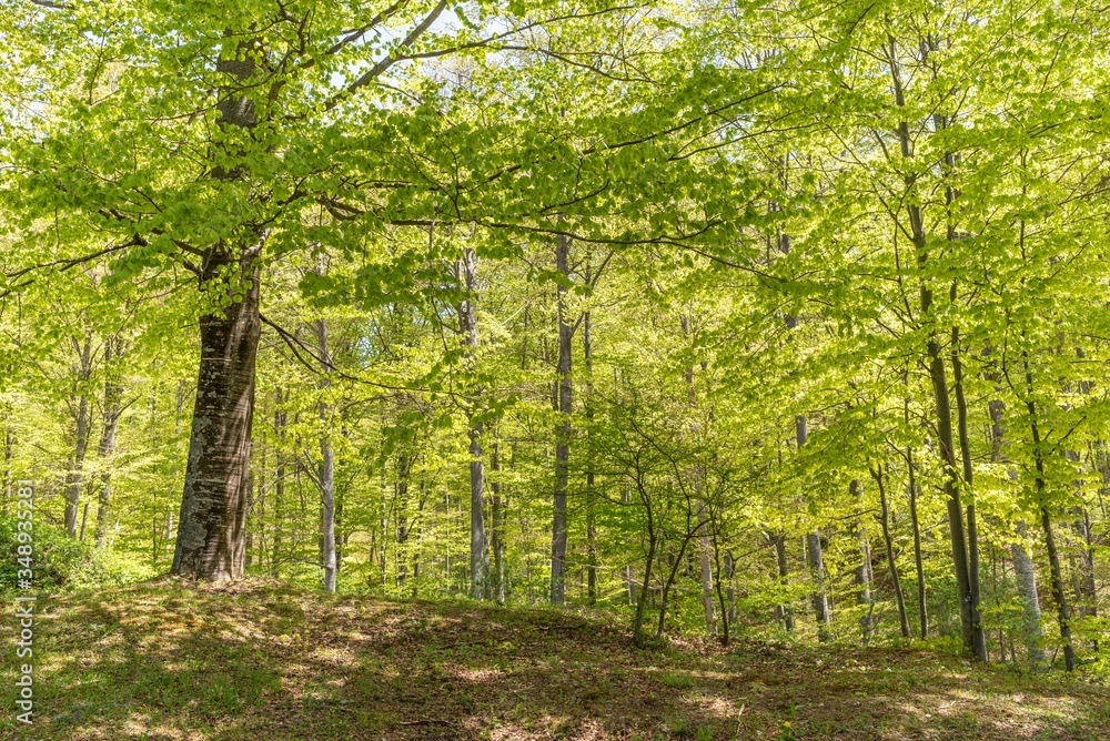 Obraz premium spring in the forest