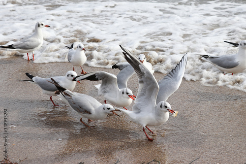 Flock of seagulls by the sea © Inna