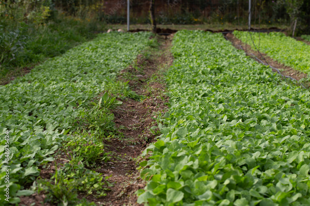 irrigation system in the garden