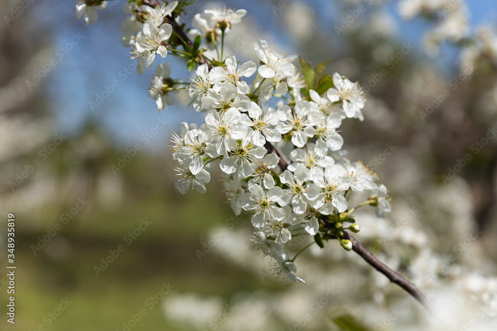 Blooming trees with white flowers in orchard. Flowering concept in spring Blooming trees with white flowers in orchard. Flowering concept in spring