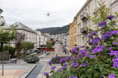 Fototapeta Naklejka Na Ścianę i Meble -  Quiet cascade streets of Bergen, Norway. Colorful phlox purple small flowers on way from St. John's Church to old city. Blurred houses in background