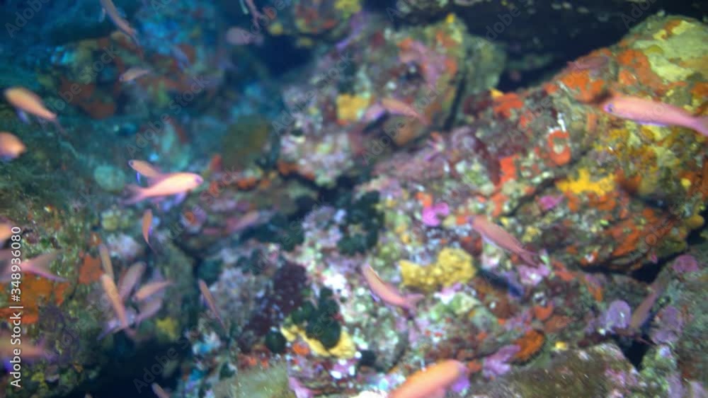 Anthias fish of Mediterranean sea.
Anthias fish of Mediterranean sea.