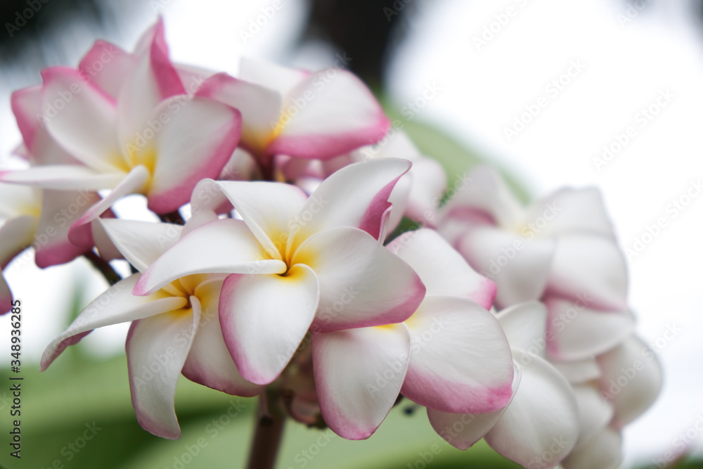 frangipani flowers (Apocynaceae), Beautiful Plumeria, Temple Tree, Graveyard Tree. Thai frangipani flowers. Thai spa and therapy flower.
