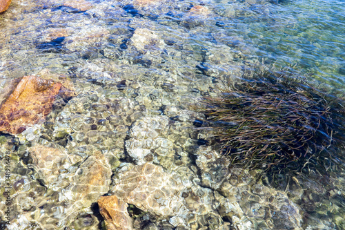 La Maddalena  Sardinia  Italy - Group of posidonia in the crystal clear waters of the island