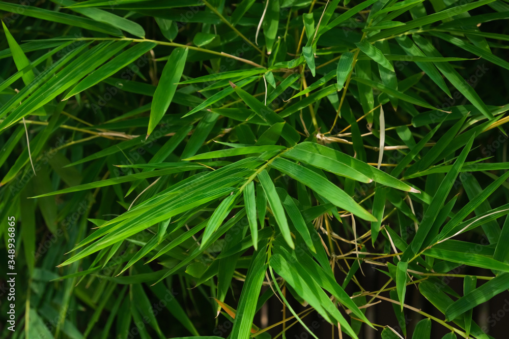 Green bamboo leaves texture as a background