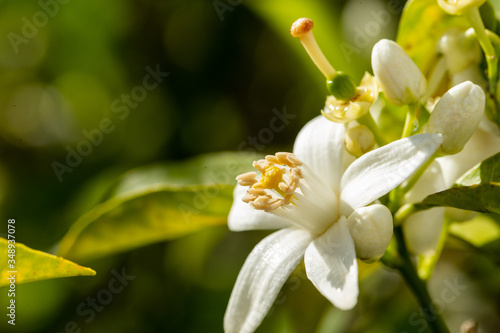 blossom flower nature plants and flowers