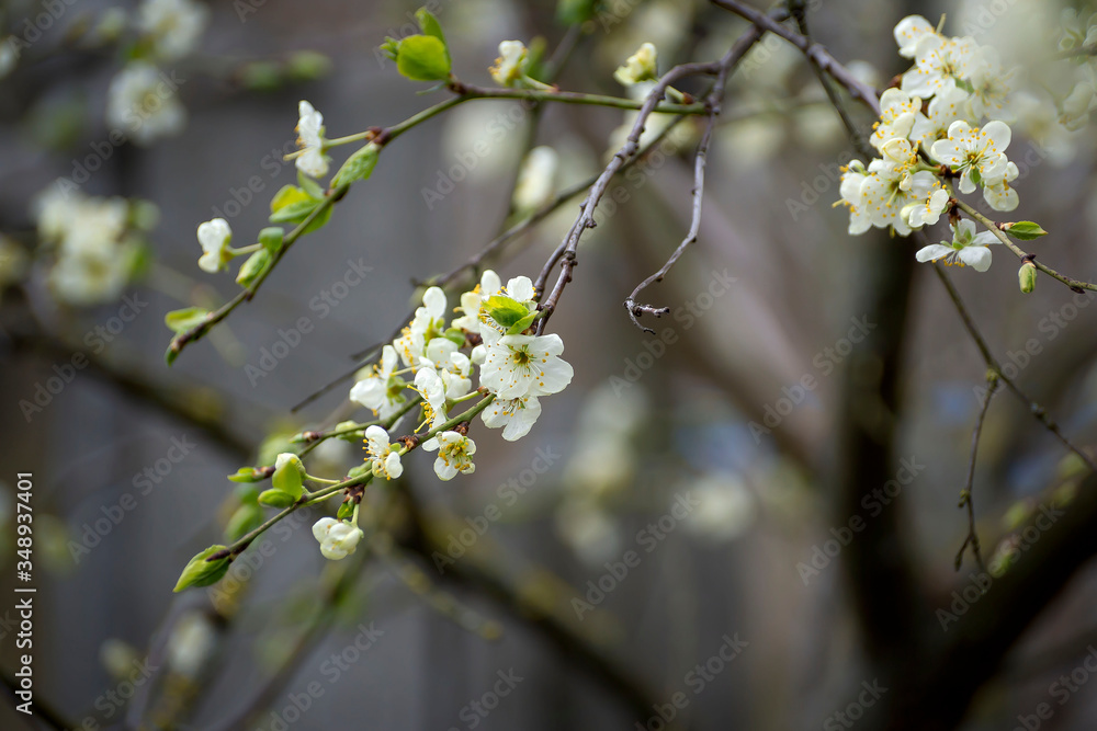 A sprig of beautifully blooming fruit tree in early spring. A sprig of beautifully blooming fruit tree in early spring.