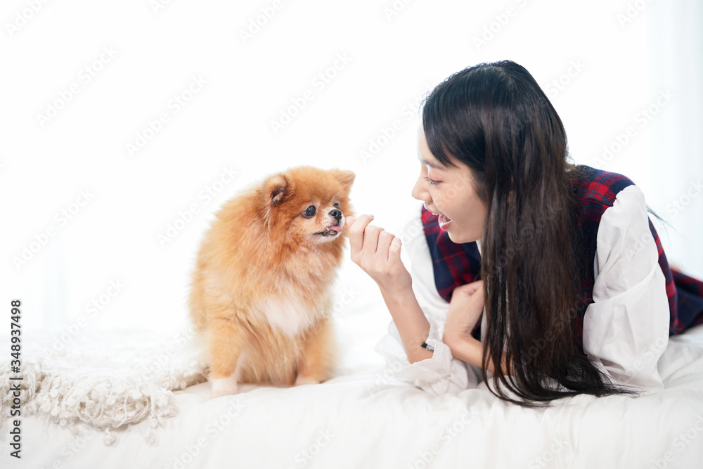  An Asian woman is playing with a Pomeranian Spitz in the bedroom in the morning. Girl and dog on bedroom..