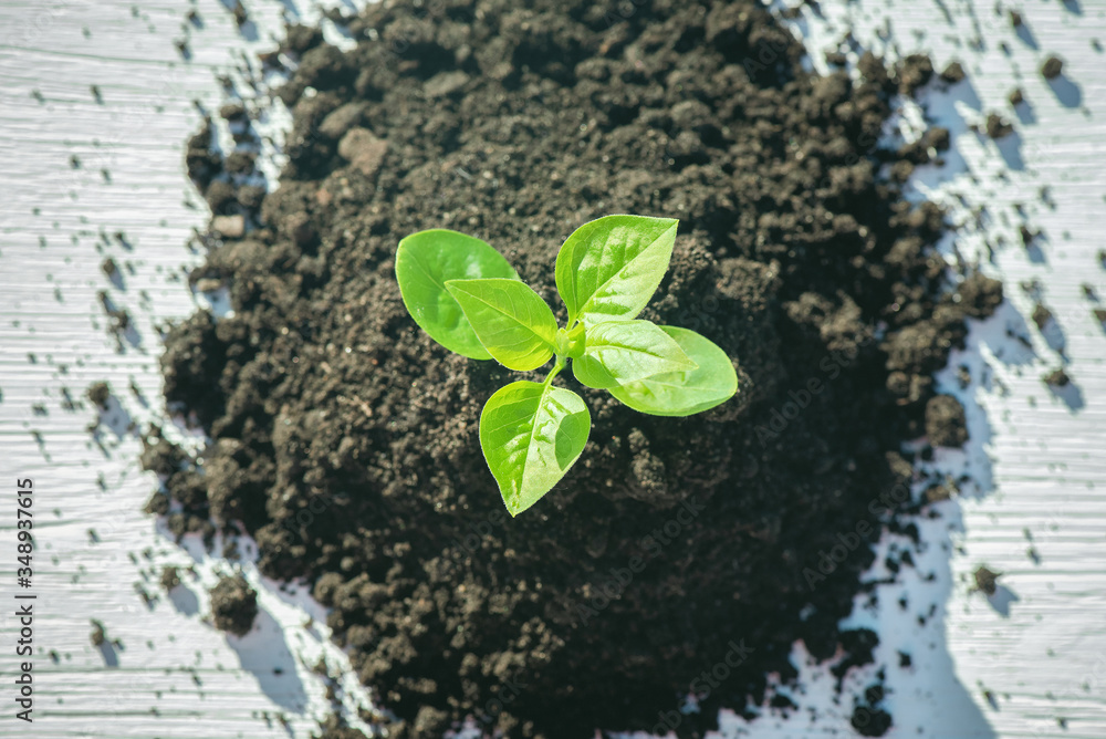 Naklejka premium Green plant in the soil close up.