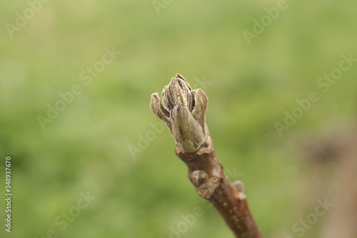 The First Buds Of A Walnut In The Spring