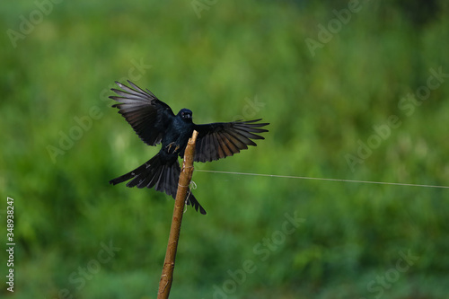 black drongo landing after a catch , beautiful black bird flight in green 