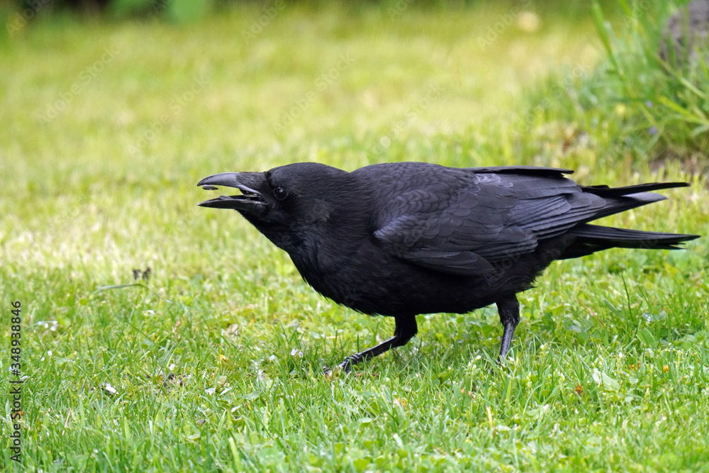 a common raven, corvus corax, on green grass in the garden a common raven, corvus corax, on green grass in the garden