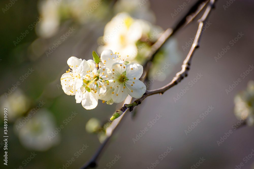 A sprig of beautifully blooming fruit tree in early spring. A sprig of beautifully blooming fruit tree in early spring.