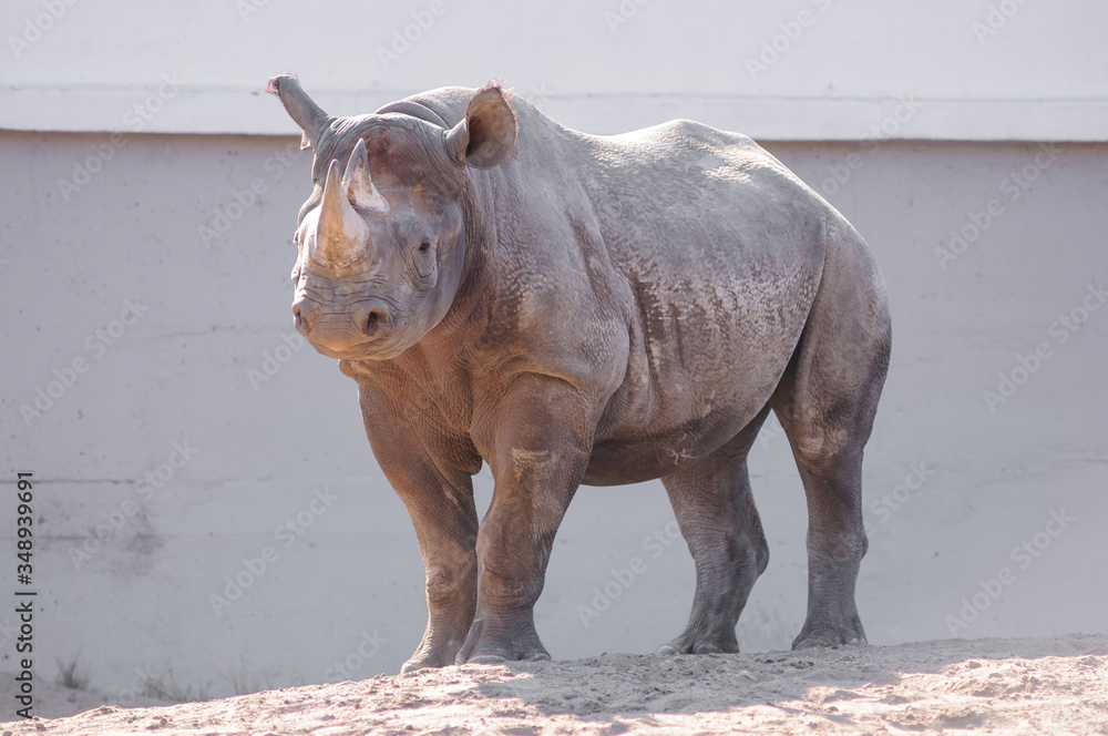 Naklejka premium rhino in the zoo