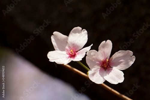 Cherry blossoms are blooming in bright sunlight on the cherry    blossom tree.