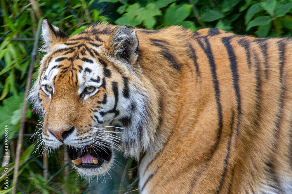 Naklejka premium Tygrys