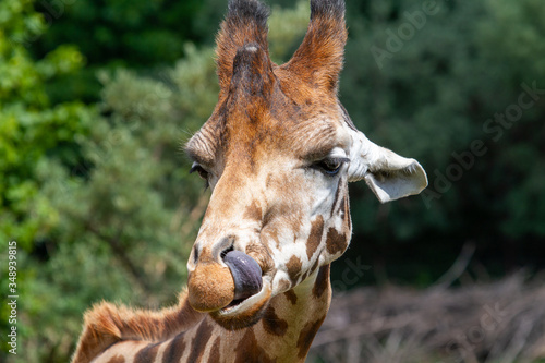 Giraffe leckt sich die Nase © Spunx