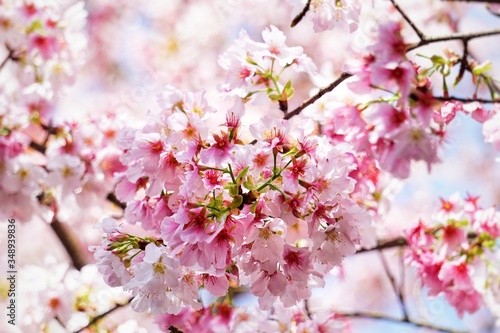 Cherry blossoms are blooming in bright sunlight on the cherry    blossom tree.