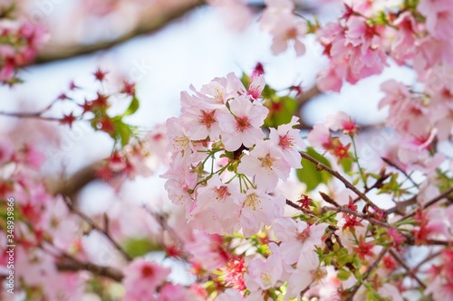 Cherry blossoms are blooming in bright sunlight on the cherry    blossom tree.