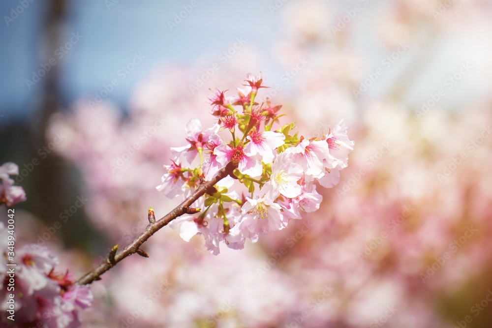 Cherry blossoms are blooming in bright sunlight on the cherry blossom tree. Cherry blossoms are blooming in bright sunlight on the cherry blossom tree.