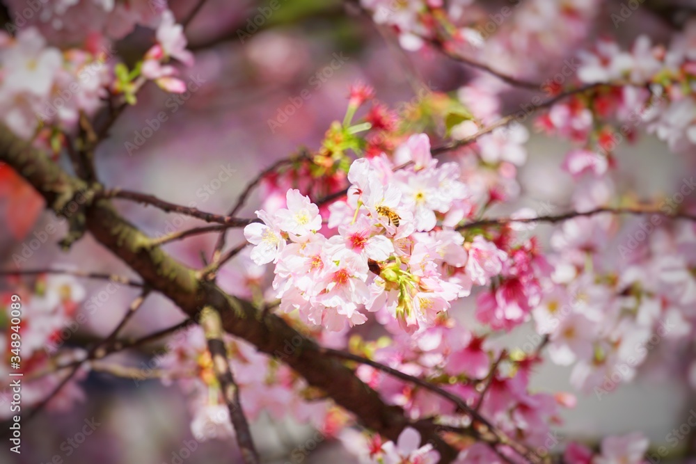 Cherry blossoms are blooming in bright sunlight on the cherry​ blossom tree.