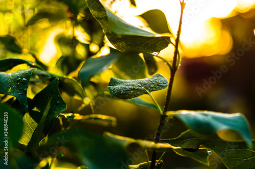 green leaves and branches of lilac in the evening on a sunny day