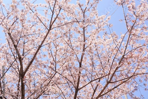 Cherry blossoms are blooming in bright sunlight on the cherry    blossom tree.