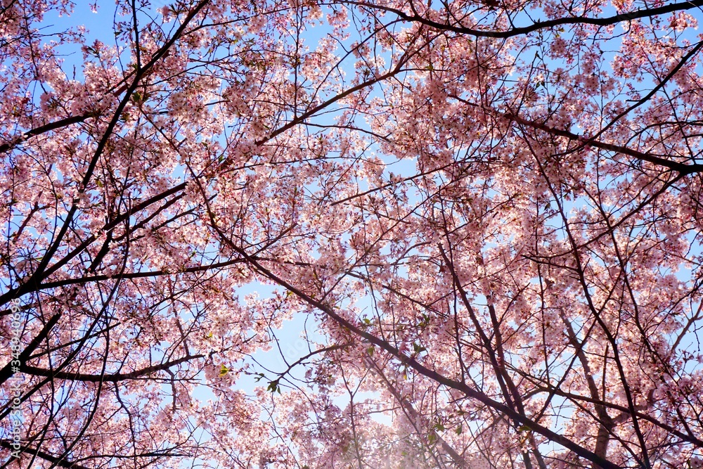 Cherry blossoms are blooming in bright sunlight on the cherry blossom tree. Cherry blossoms are blooming in bright sunlight on the cherry blossom tree.