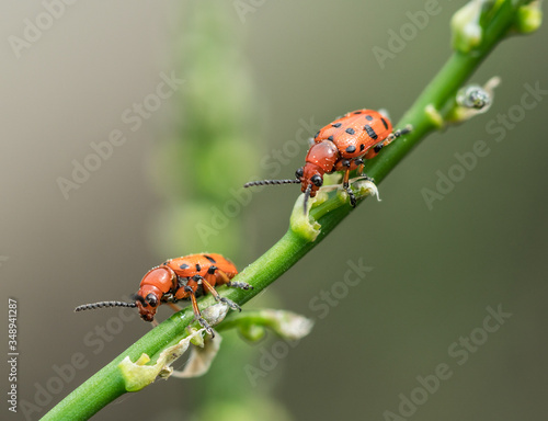 Spotted asparagus beetle on the asparagus sprout top. The main pest of asparagus crop. photo