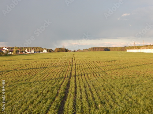 field of wheat in spring