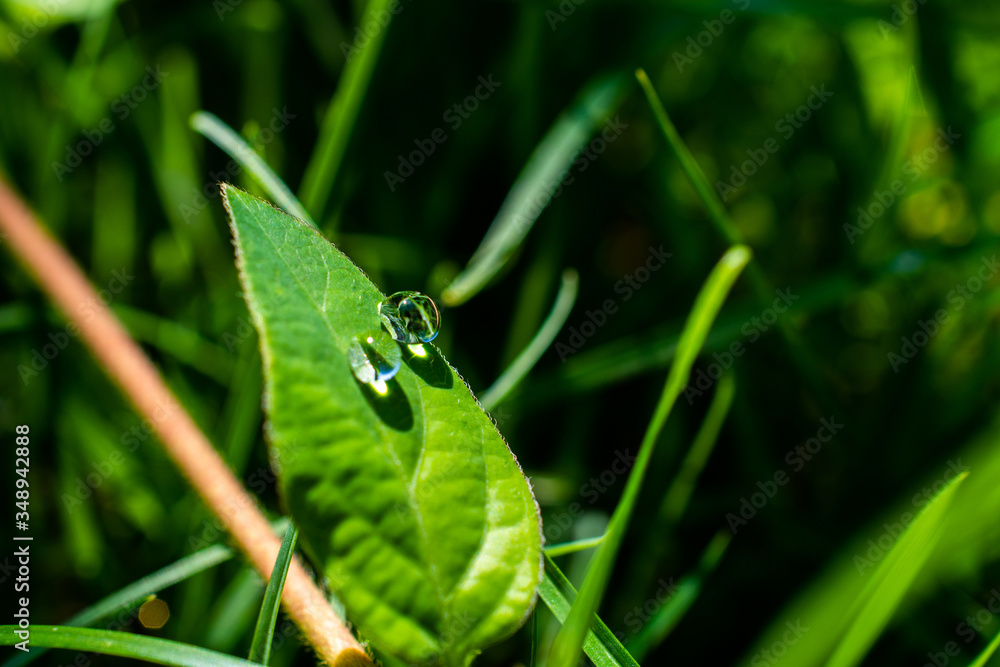 The morning dew water droplets on green fresh grass in the garden The morning dew water droplets on green fresh grass in the garden