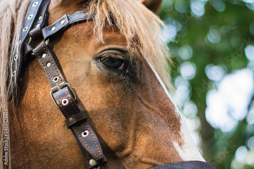 The eyes of a horse are brown with a light mane. Horse face in bridle. Light eyelash. Close-up shot. green background