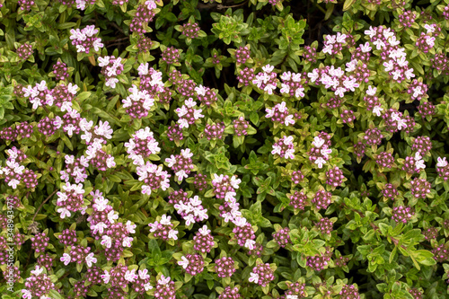 Flowers in the garden photographed from a top view