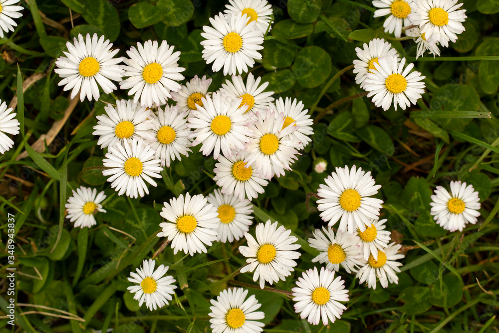 white beautiful daisies in a field of grass on a nice sunny day white beautiful daisies in a field of grass on a nice sunny day