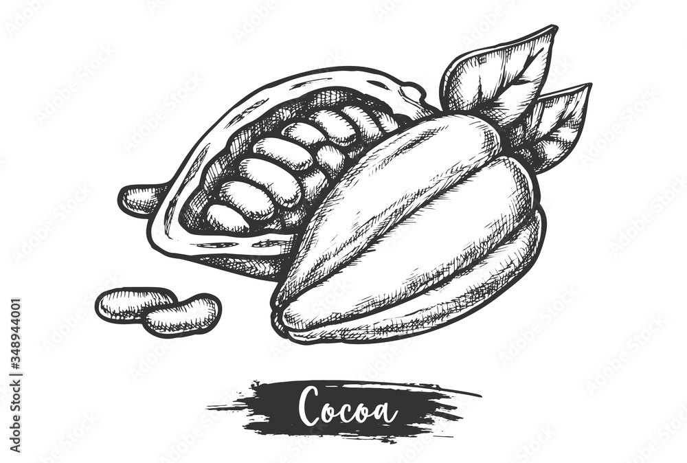 Sliced cacao fruit and beans. Sketch of cocoa pod Sliced cacao fruit and beans. Sketch of cocoa pod