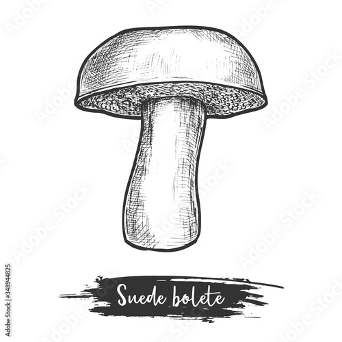 Suede bolete mushroom sketch. Vector cut mushroom