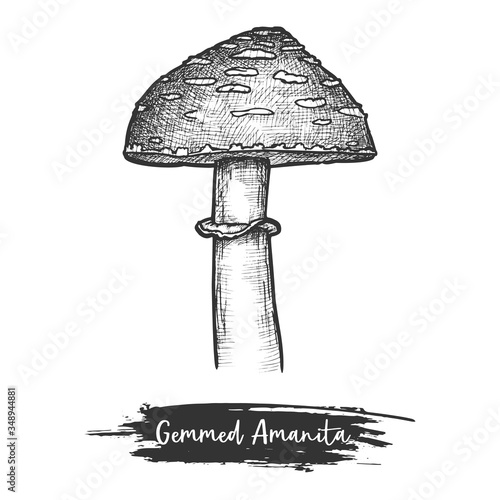 Cutted mushroom or shroom with cap sketch